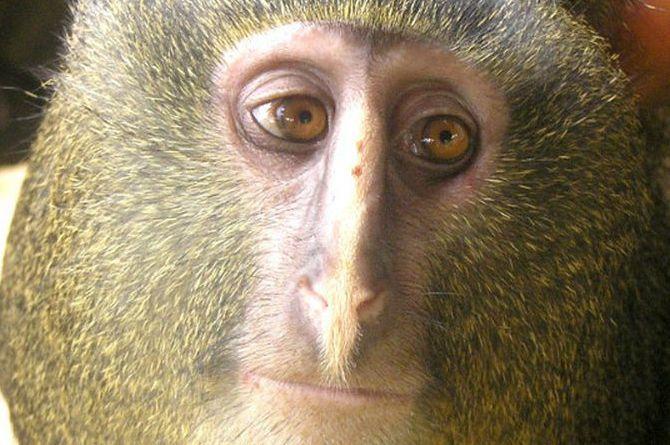 Lesula, noua specie de maimuţe descoperită în Congo