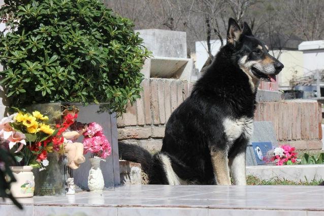 Povestea emoţionantă a câinelui care stă la mormântul stăpânului său de şase ani