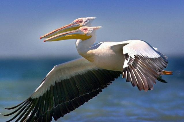 Un pelican cu două capete, în Delta Dunării