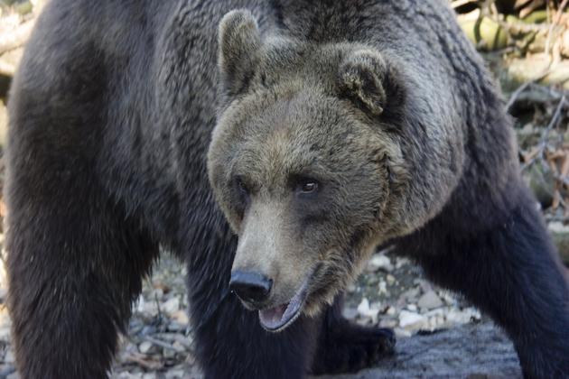 Un bărbat a fost sfâşiat de urs, în judeţul Dâmboviţa. Este a patra persoană atacată în ultima săptămână