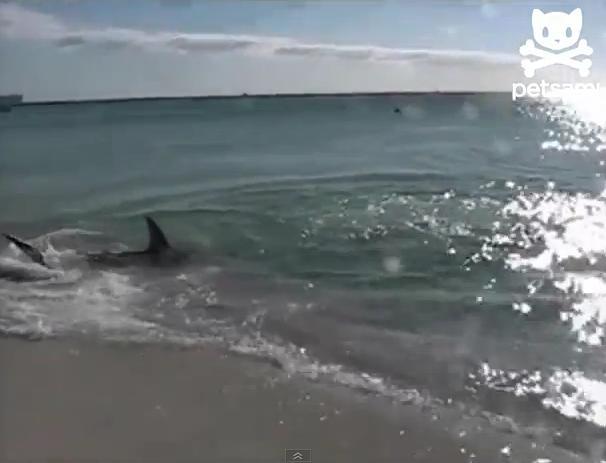 Surpriză ÎNSPĂIMÂNTĂTOARE la malul oceanului: Un cuplu cu un bebeluş, aproape de a sfârşi tragic în fălcile unui rechin (VIDEO)