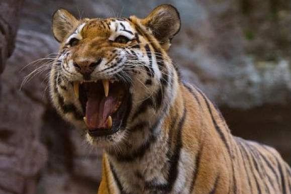 Un bolnav psihic s-a aruncat în cuşca tigrilor la o grădină zoologică din Bronx