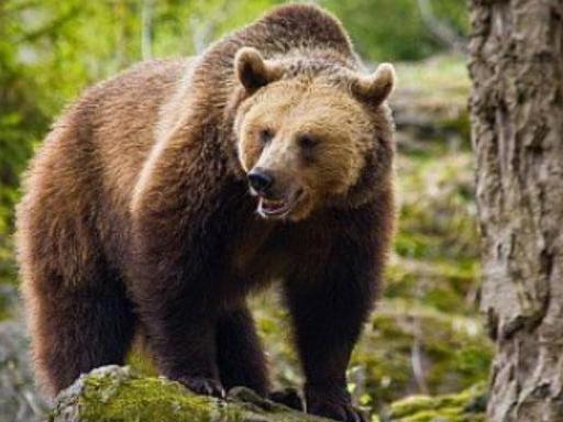 Atacul urşilor continuă: Un porc dintr-o gospodărie din Moroieni a fost omorât de un urs