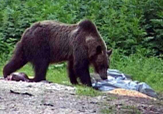 Urşii lovesc şi în Covasna: o vacă şi un porc au fost omorâţi într-o gospodărie