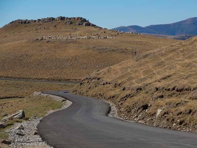 Safari printre oi şi gherţoi pe Drumul Babelor 18118339