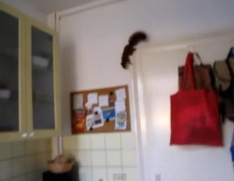 VIDEO Prinsă la furat, o veveriţă nu s-a dat prinsă şi-a plonjat, sinucigaş, pe geam, lăsându-şi victima cu gura căscată