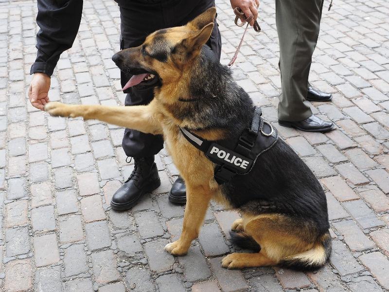 Singurul poliţist rămas într-un oraş american este un câine