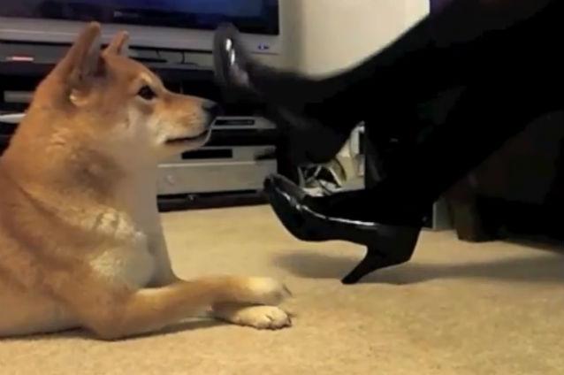 VIDEO: Cel mai talentat câine din lume?