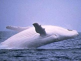 (VIDEO) Urmaşul lui Moby Dick. O balenă albă, filmată lângă coasta Australiei