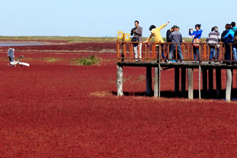 Spectacol de culoare pe Plaja Roşie de la Marea Bohai, China