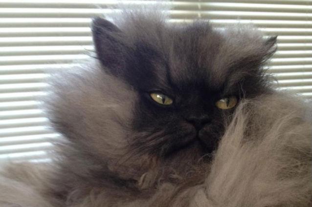 FOTO: Cea mai furioasă pisică din lume are peste 32.000 de like-uri pe Facebook