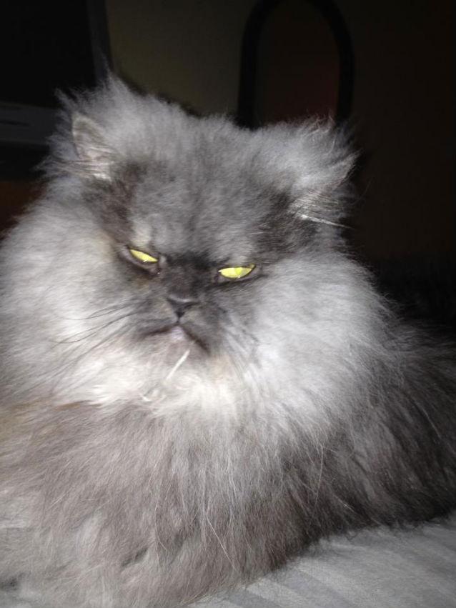 FOTO: Cea mai furioasă pisică din lume are peste 32.000 de like-uri pe Facebook 18274629