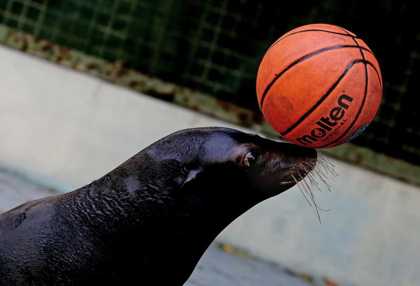 GALERIE FOTO. Lumea animalelor din grădinile zoologice 18274791