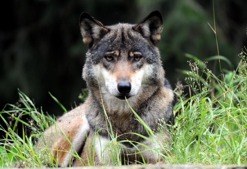 GALERIE FOTO. Lumea animalelor din grădinile zoologice 18274792