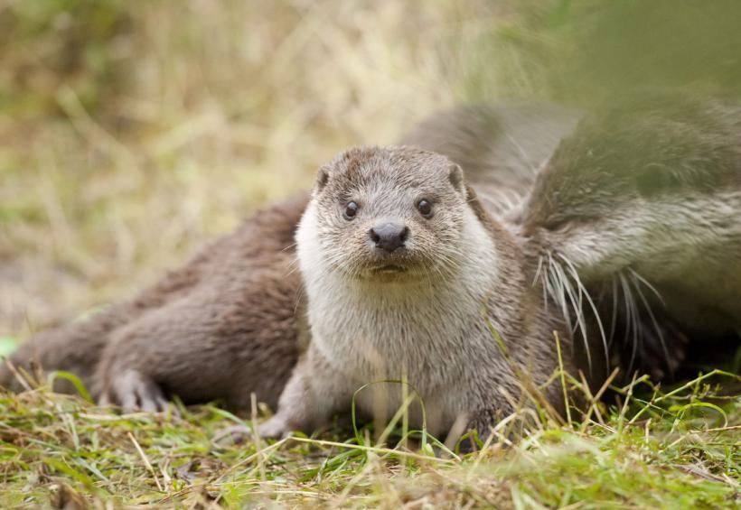 GALERIE FOTO. Lumea animalelor din grădinile zoologice 18274793