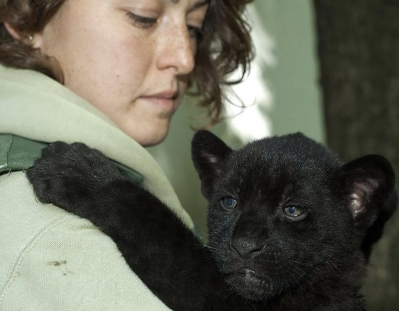 GALERIE FOTO. Lumea animalelor din grădinile zoologice 18274796