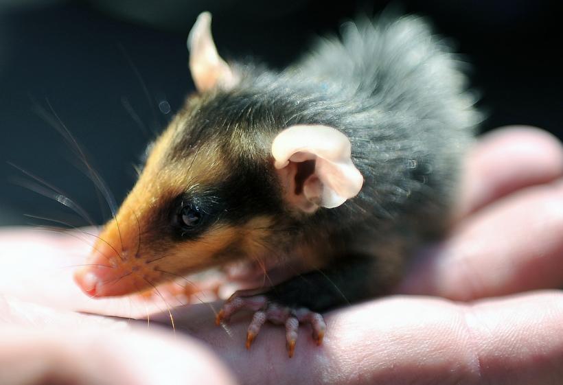 GALERIE FOTO. Lumea animalelor din grădinile zoologice 18274799