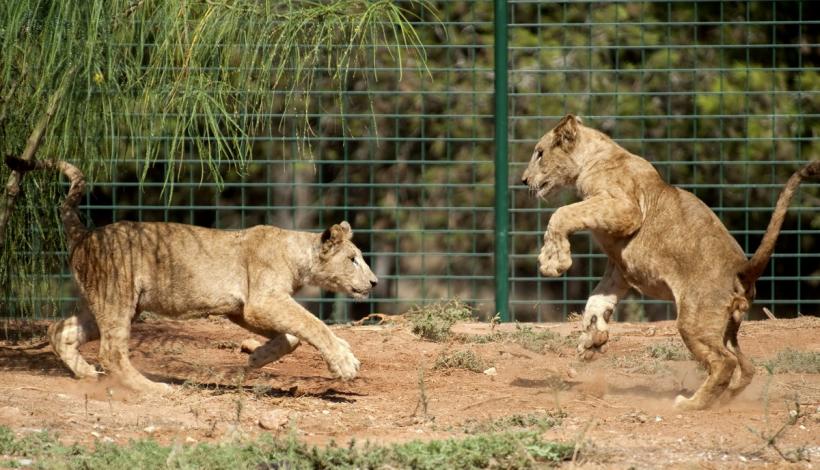 GALERIE FOTO. Lumea animalelor din grădinile zoologice 18274801