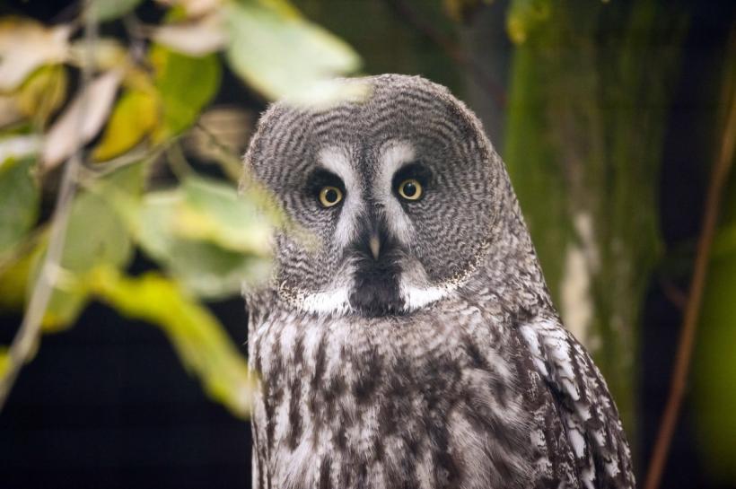 GALERIE FOTO. Lumea animalelor din grădinile zoologice 18274802
