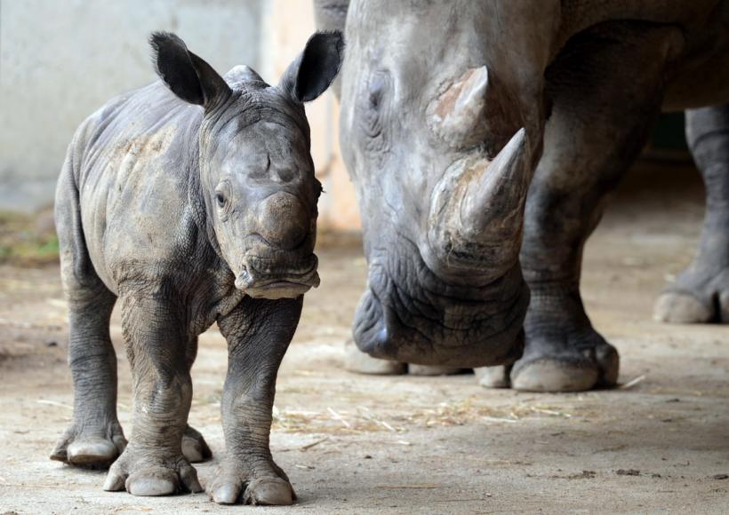 GALERIE FOTO. Lumea animalelor din grădinile zoologice 18274803