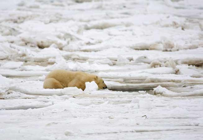 ALARMANT. Cum arăta gheaţa arctică în 1984 şi cum arată în 2012