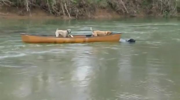 Imagini INCREDIBILE: Un labrador salvează doi câini aflaţi într-o barcă plutind în derivă (VIDEO)