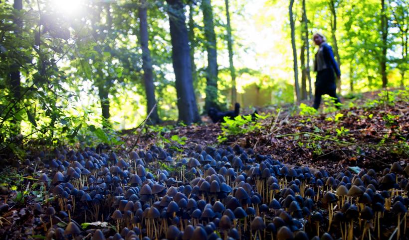 GALERIE FOTO. Toamna pe mapamond 18275815