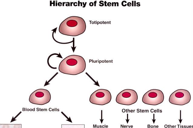 Studiu ştiinţific: celulele stem pot fi recoltate şi după instalarea morţii clinice