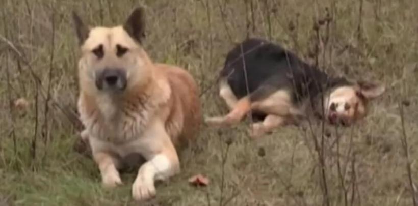 Imagini sfâşietoare: Un câine refuză să-şi părăsească partenera ucisă de maşină (VIDEO)