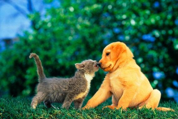 Veşti bune pentru iubitorii animalelor de companie: A crescut speranţa de viaţă a câinilor şi pisicilor &quot;de casă&quot;