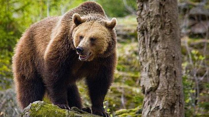 Cioban atacat de urs în județul Harghita. Bărbatul a fost rănit la picioare