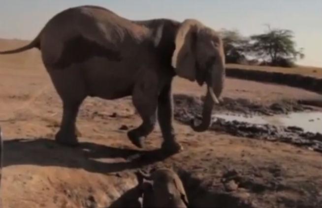 VIDEO EMOŢIONANT: Salvarea unui pui de elefant şi reîntâlnirea cu mama lui
