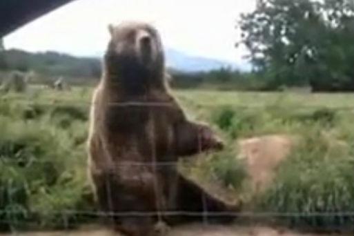 Ursul prietenos - vezi cum i-a salutat pe vizitatorii unei rezervaţii naturale (VIDEO) 