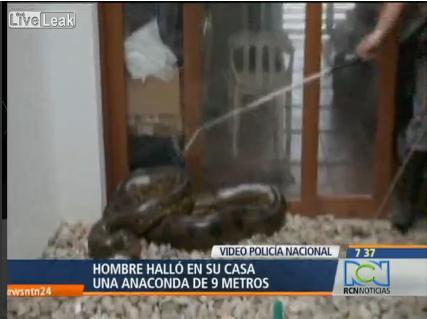 S-a trezit cu o anaconda de nouă metri în casă (VIDEO)