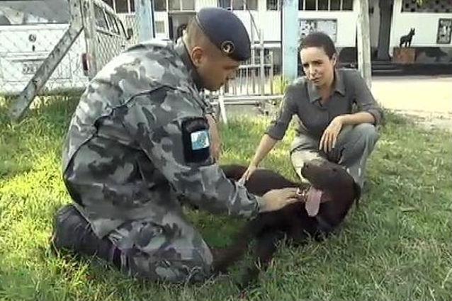 Incredibil! Mafia braziliană a pus un premiu pe capul unui câine poliţist
