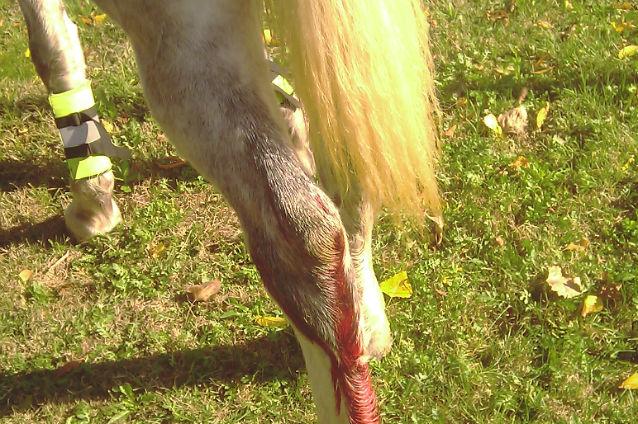 (VIDEO) Caii Patrulei Călare din București, atacați de un Rottweiler
