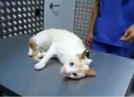 Cum să-ţi paralizezi pisica (VIDEO)