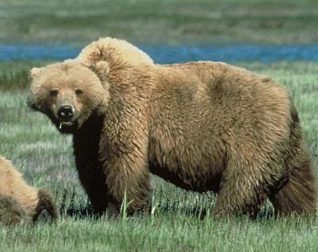  Ursul lovește și în Montana: un tânăr de 24 de ani a fost rupt în bucăți de doi grizzly