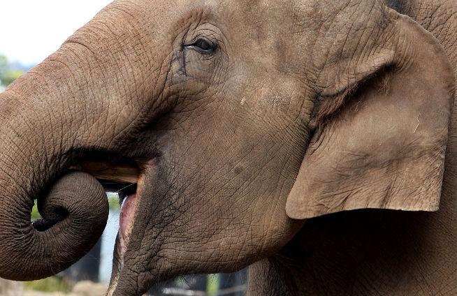 50 de elefanţi beţi au devastat un sat indian