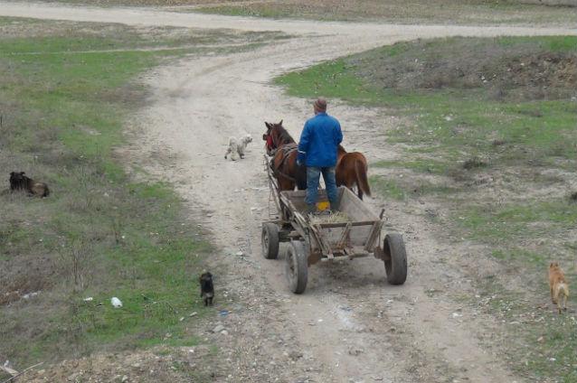 Prima zi de campanie în Scorniceşti: „Nimeni n-o să-l întreacă pe Ceauşescu. Un bărbat modest, un creştin adevărat”... 18433937