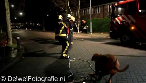 Câinele pompier doboară copacul :) (VIDEO)