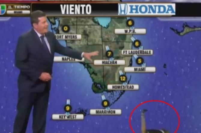 Moment amuzant, în direct la TV, la rubrica meteo: Ce face o pisică în timp ce prezentatorul vorbeşte despre vreme (VIDEO)