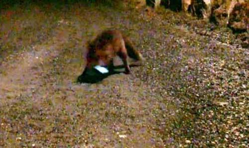 VIDEO FABULOS: O vulpe fură un telefon mobil şi trimite un SMS