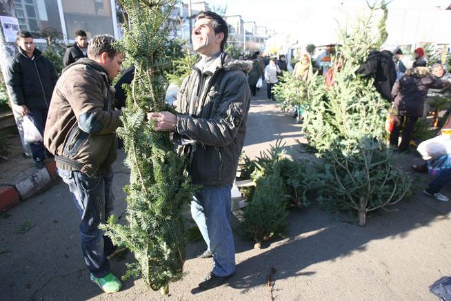  RNP scoate la vânzare mai puţini pomi de Crăciun decât în 2011