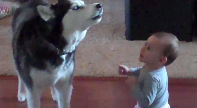 Dialog INCREDIBIL între un câine husky şi un bebeluş. Clipul a adunat milioane de vizualizări (VIDEO)
