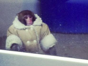 Făcătură? O maimuţă îmbrăcată în geacă de iarnă, la cumpărături în Ikea