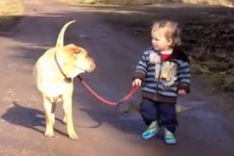 (VIDEO) Cum să îţi plimbi corect câinele 