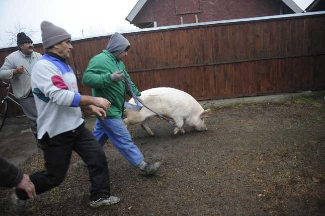 Norocul porcului: românii nu mai au bani - abatoarele taie cu 2 milioane de porci mai puţin, de Crăciun