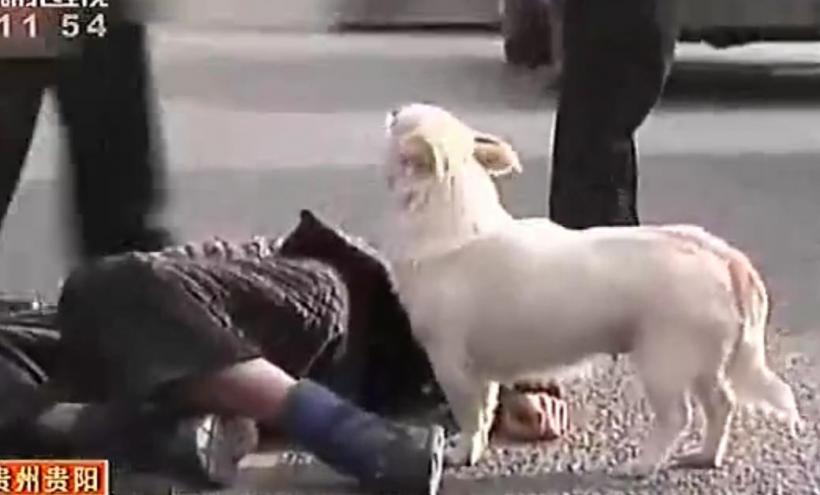 Imagini EMOŢIONANTE: Ce face un câine în momentul în care stăpânul lui leşină pe stradă (VIDEO)