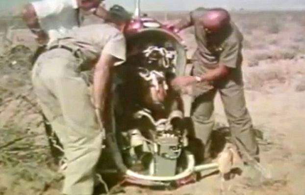 Americanii au drogat urşi care să testeze sistemele de catapultare ale bombardierelor (VIDEO)